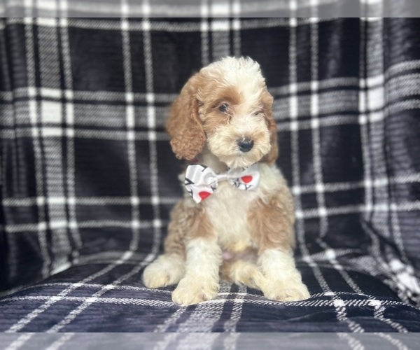 Medium Photo #5 Cockapoo Puppy For Sale in LAKELAND, FL, USA