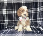 Small #4 Cockapoo
