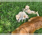 Small Photo #3 Golden Retriever Puppy For Sale in PLANT CITY, FL, USA
