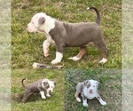 Small Photo #1 American Bully Puppy For Sale in EUFAULA, AL, USA