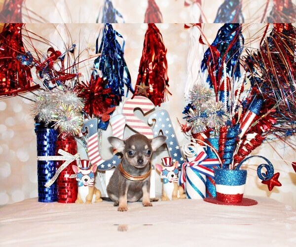 Medium Photo #2 Chihuahua Puppy For Sale in CHARLESTON, AR, USA