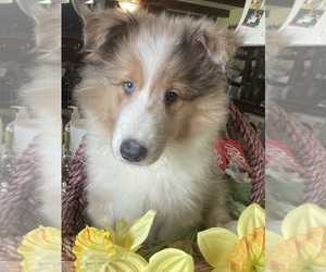 Shetland Sheepdog Puppy for sale in SPENCERVILLE, OH, USA