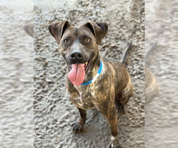 Medium Photo #1 Mutt Puppy For Sale in Riverside, CA, USA