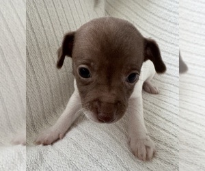 Rat Terrier Puppy for sale in WHITAKERS, NC, USA