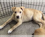 Small #3 Catahoula Leopard Dog-Labrador Retriever Mix