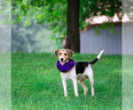 Small #5 Mutt