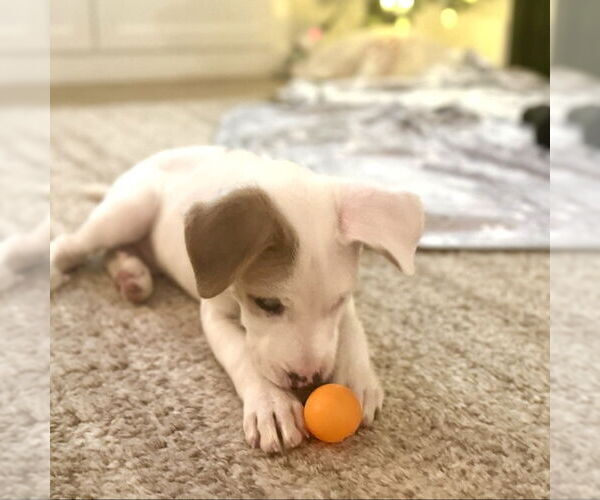 Medium Photo #2 Aussiedor Puppy For Sale in San Juan Capistrano, CA, USA