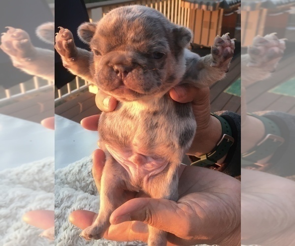 Medium Photo #23 French Bulldog Puppy For Sale in PLACERVILLE, CA, USA