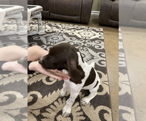 German Shorthaired Pointer Puppy for sale in PARAGOULD, AR, USA