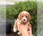 Small #7 Goldendoodle (Miniature)