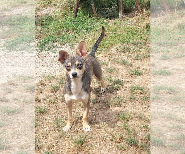 Medium Photo #4 Chihuahua-Unknown Mix Puppy For Sale in FAIRLAWN, OH, USA