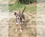 Small #3 Chihuahua Mix