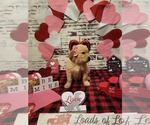 Small Photo #9 Golden Retriever Puppy For Sale in CUMMING, GA, USA