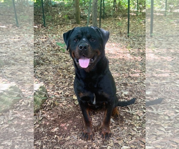 Medium Photo #2 Rottweiler Puppy For Sale in Hillsboro, NH, USA