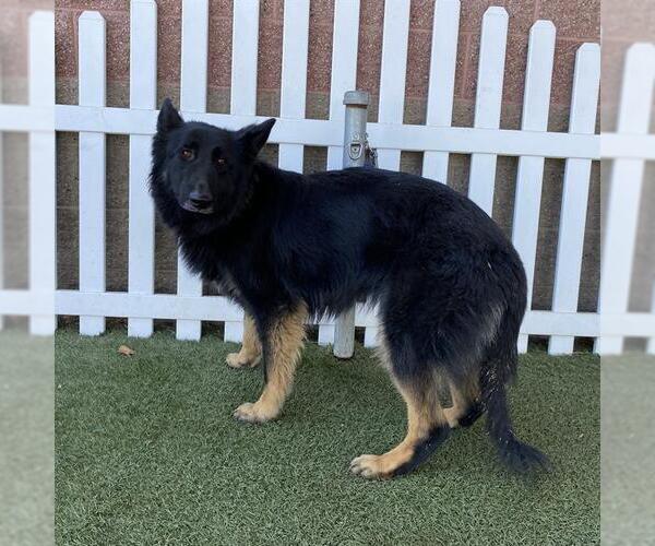 Medium Photo #1 German Shepherd Dog Puppy For Sale in Modesto, CA, USA