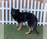 Small German Shepherd Dog
