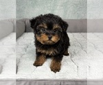 Small #1 YorkiePoo