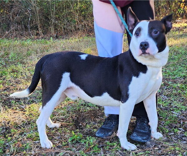 Medium Photo #4 American Pit Bull Terrier-Unknown Mix Puppy For Sale in Wetumpka, AL, USA