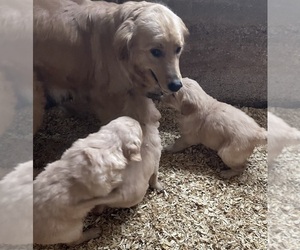 Father of the Golden Retriever puppies born on 12/14/2023
