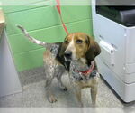 Small Bluetick Coonhound
