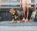 Small #1 English Bulldog