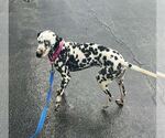 Small #2 Dalmatian