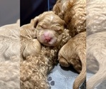 Small #3 Goldendoodle