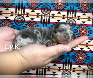 Dachshund Puppy for sale in WINNSBORO, LA, USA