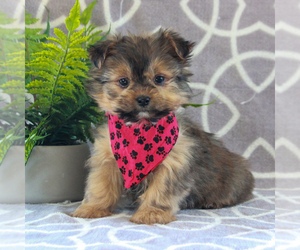 Maltipoo Puppy for sale in GORDONVILLE, PA, USA