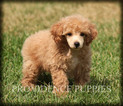 Small Photo #25 Poodle (Miniature) Puppy For Sale in COPPOCK, IA, USA
