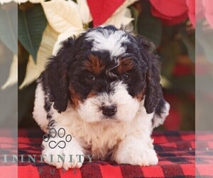 Bernedoodle (Miniature) Puppy for sale in LEOLA, PA, USA