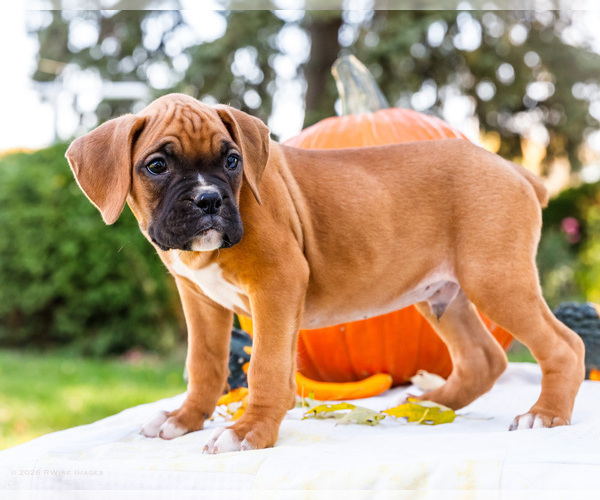 Medium Photo #3 Boxer Puppy For Sale in WAKARUSA, IN, USA