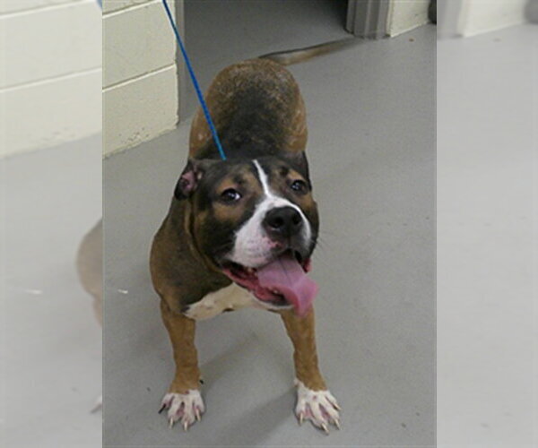 Medium Photo #1 Mutt Puppy For Sale in Sanford, FL, USA