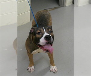 Mutt Dogs for adoption in Sanford, FL, USA