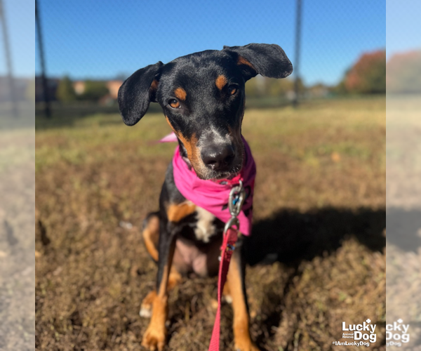 Medium Photo #6 Mutt Puppy For Sale in Washington, DC, USA