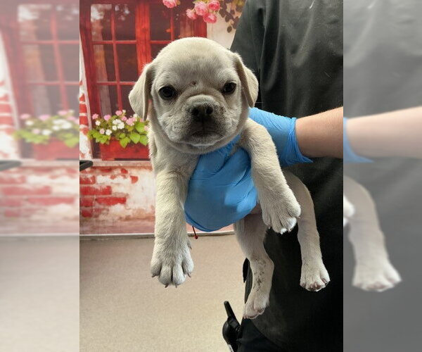 Medium Photo #1 Mutt Puppy For Sale in San Bernardino, CA, USA