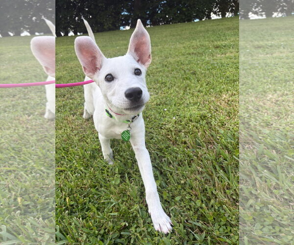 Medium Photo #11 Unknown-white german shepherd Mix Puppy For Sale in Royal Palm Beach, FL, USA