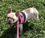 Small Photo #2 French Bulldog Puppy For Sale in PALM BAY, FL, USA