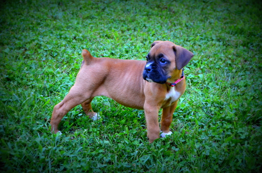 Medium Photo #1 Boxer Puppy For Sale in WAYNE, WV, USA