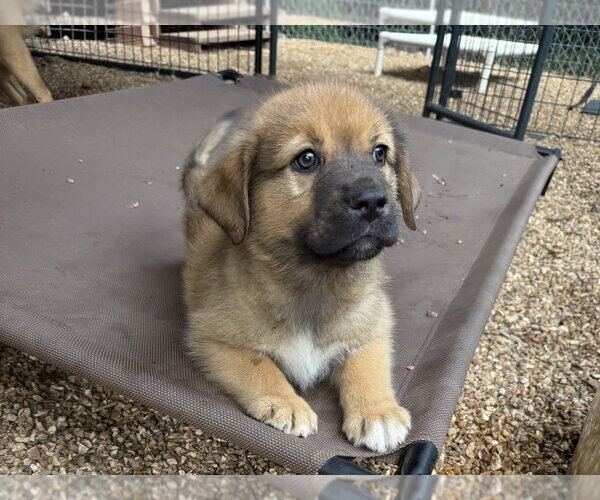Medium Photo #2 Great Pyrenees-Mastiff Mix Puppy For Sale in Bolivar, MO, USA