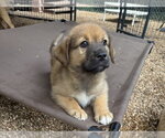 Small #1 Great Pyrenees-Mastiff Mix