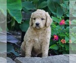Small Photo #1 Goldendoodle-Poodle (Miniature) Mix Puppy For Sale in FREDERICKSBG, OH, USA
