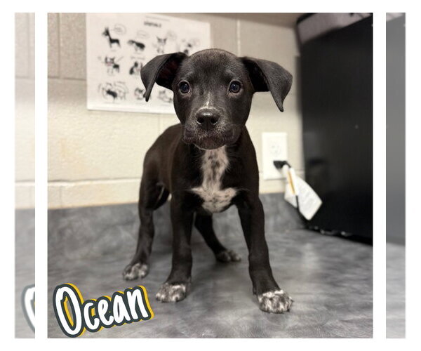 Medium Photo #1 American Staffordshire Terrier-Unknown Mix Puppy For Sale in Pierceton , IN, USA
