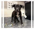 Small American Staffordshire Terrier Mix