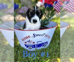 Saint Berdoodle Puppy for sale in AUSTINBURG, OH, USA