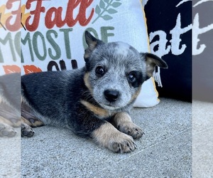 Australian Cattle Dog Puppy for sale in FRANKLIN, IN, USA