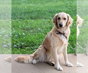 Mother of the Golden Retriever puppies born on 05/31/2025