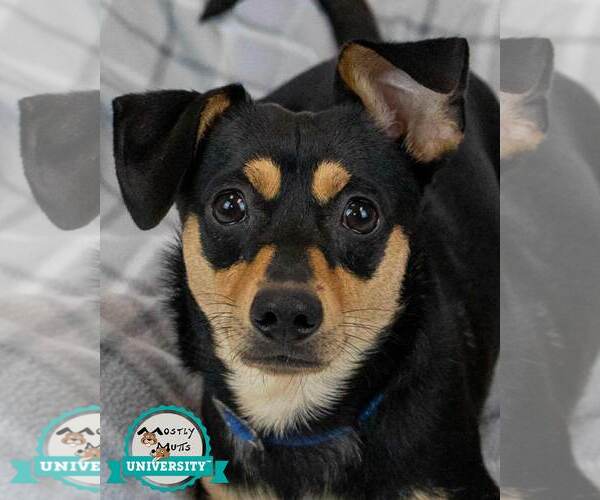 Medium Photo #1 Chiweenie Puppy For Sale in Kennesaw, GA, USA