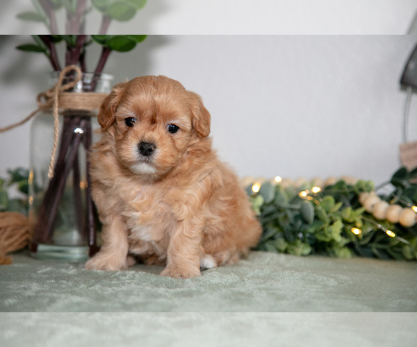 Medium Photo #1 Maltipoo (Toy) Puppy For Sale in GOSHEN, IN, USA