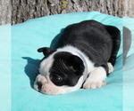 Small Photo #10 Boston Terrier Puppy For Sale in HUGHESVILLE, MD, USA